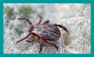 Lyme disease treatment