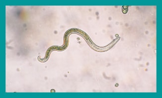 intestinal parasites